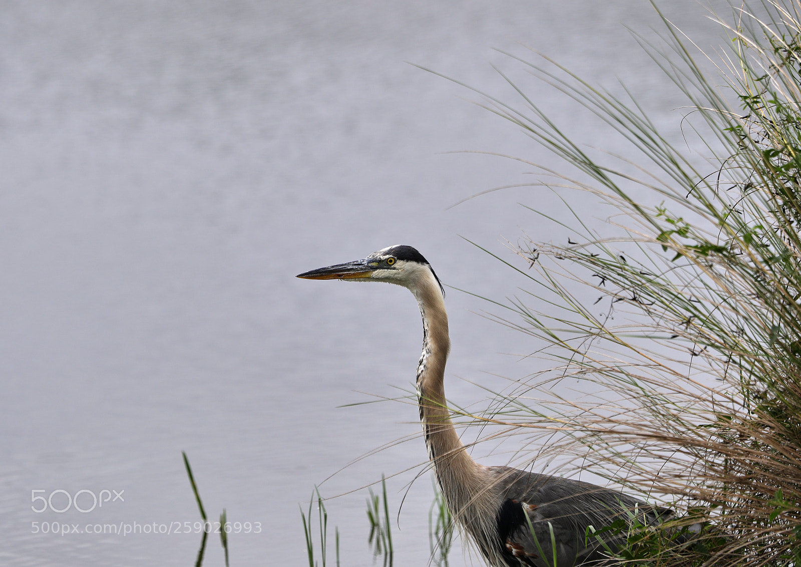 Canon EOS-1D X Mark II sample photo. 05-22-18-0019239.jpg photography