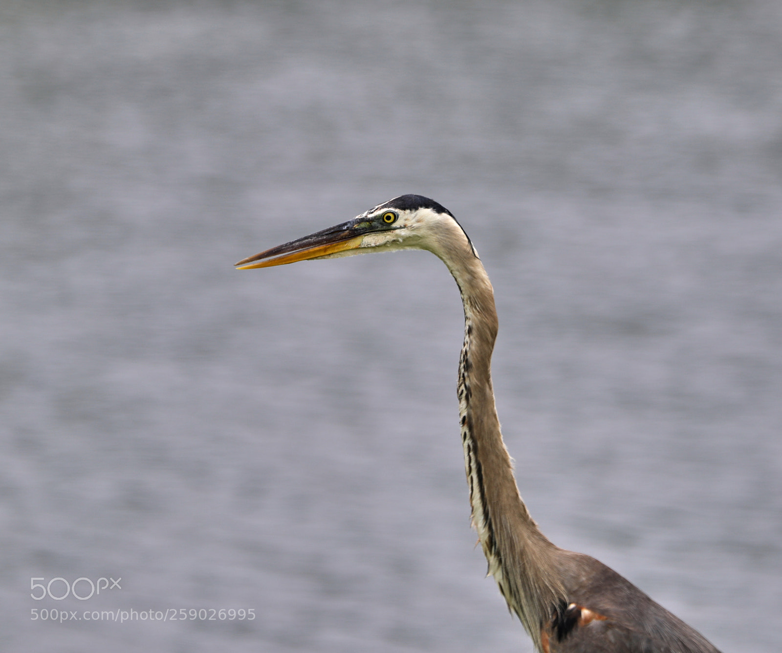 Canon EOS-1D X Mark II sample photo. 05-22-18-0019238.jpg photography