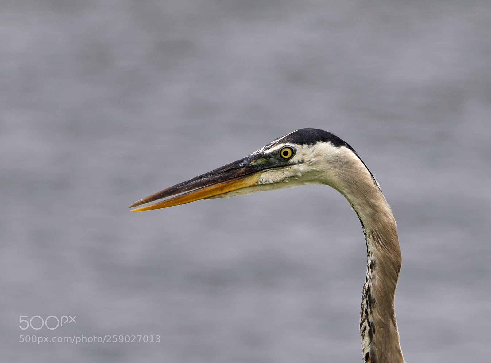 Canon EOS-1D X Mark II sample photo. 05-22-18-0019237.jpg photography