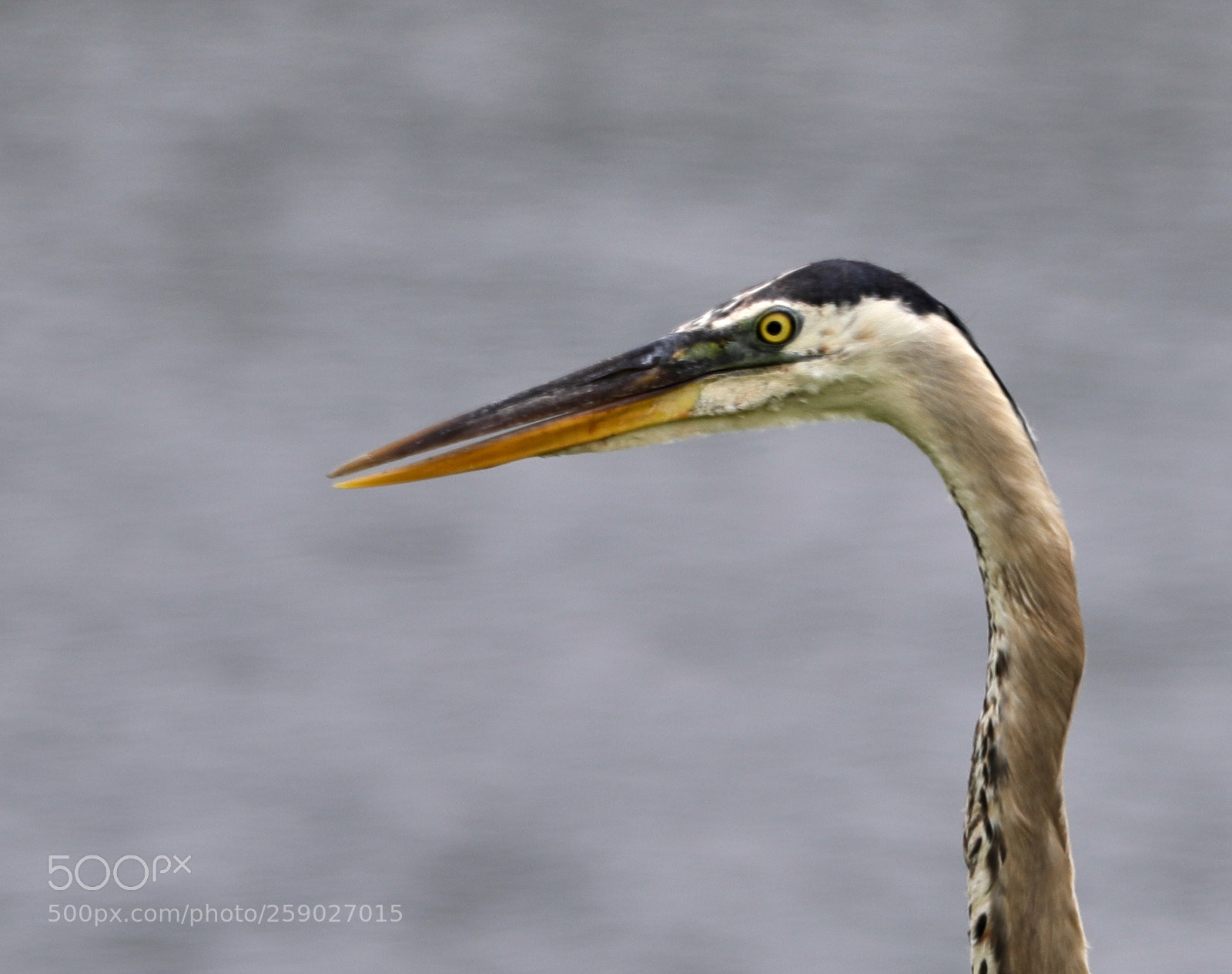 Canon EOS-1D X Mark II sample photo. 05-22-18-0019235.jpg photography