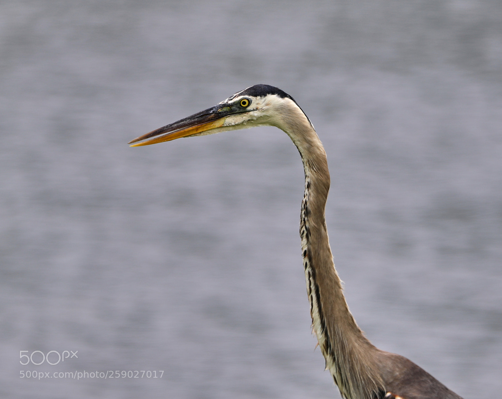 Canon EOS-1D X Mark II sample photo. 05-22-18-0019236.jpg photography