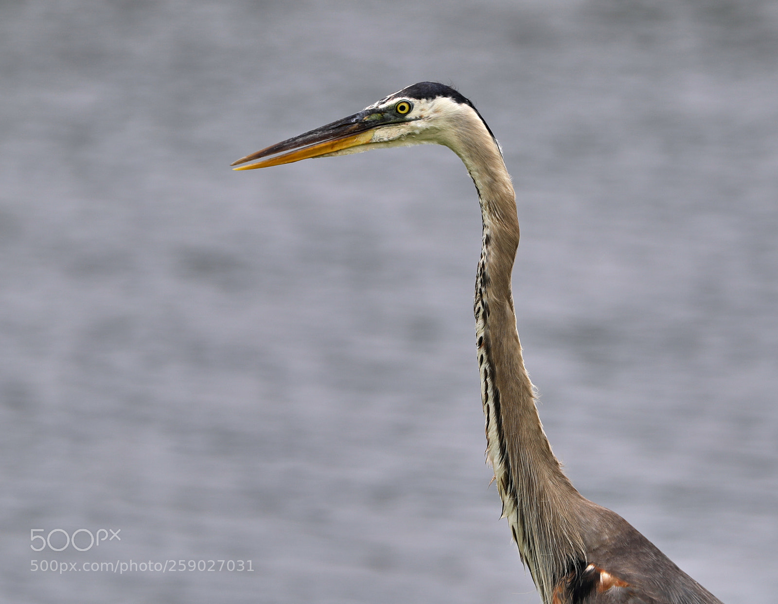 Canon EOS-1D X Mark II sample photo. 05-22-18-0019234.jpg photography