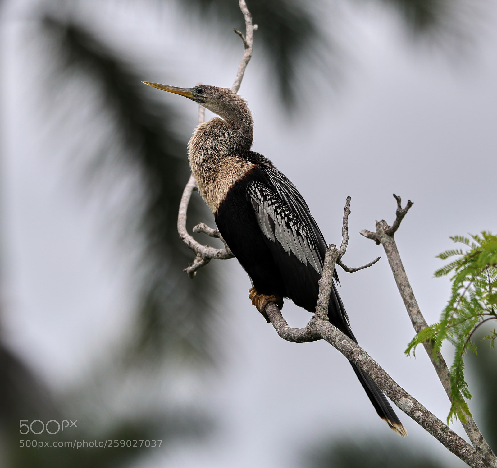 Canon EOS-1D X Mark II sample photo. 05-22-18-0019233.jpg photography