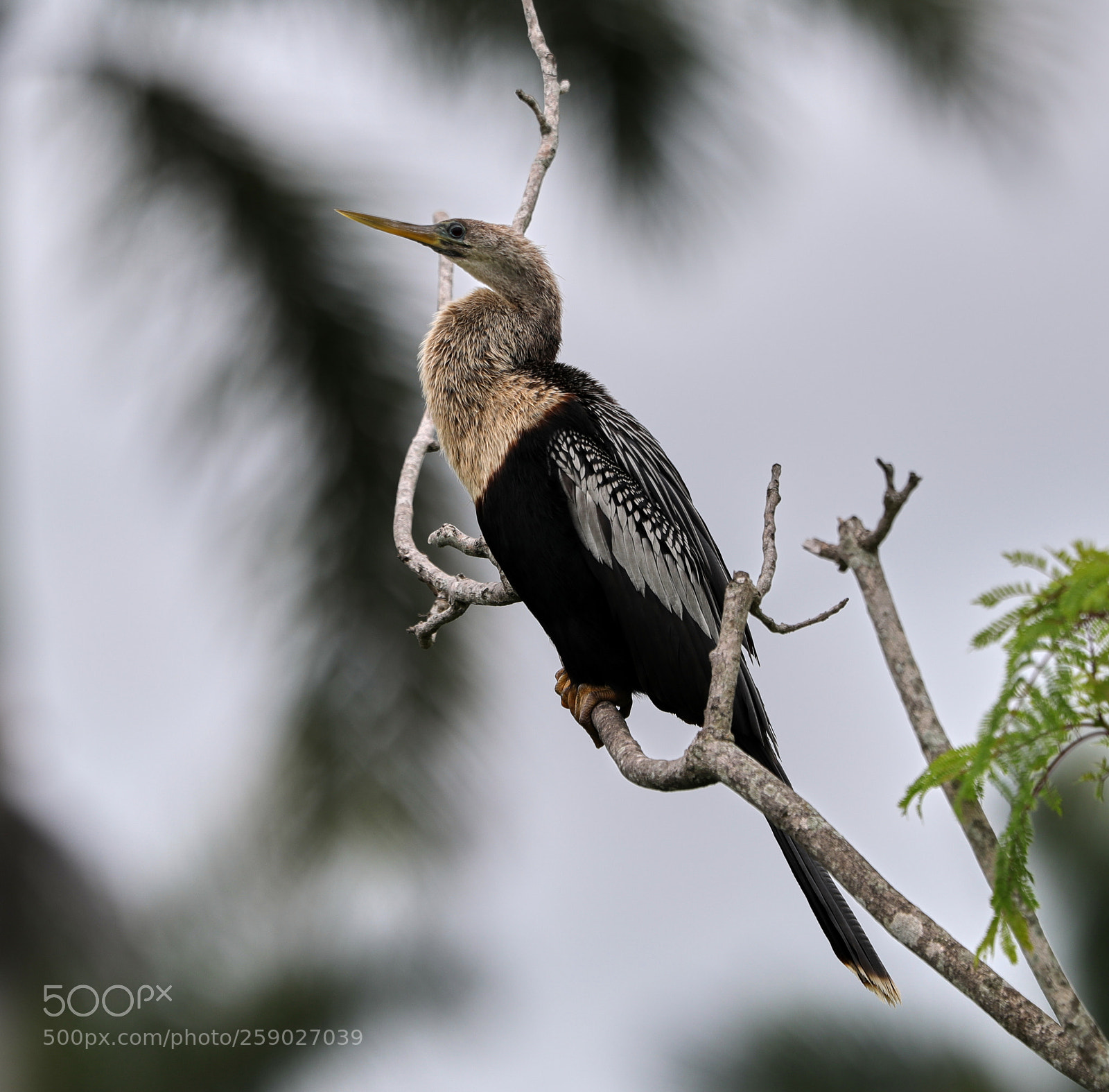 Canon EOS-1D X Mark II sample photo. 05-22-18-0019232.jpg photography