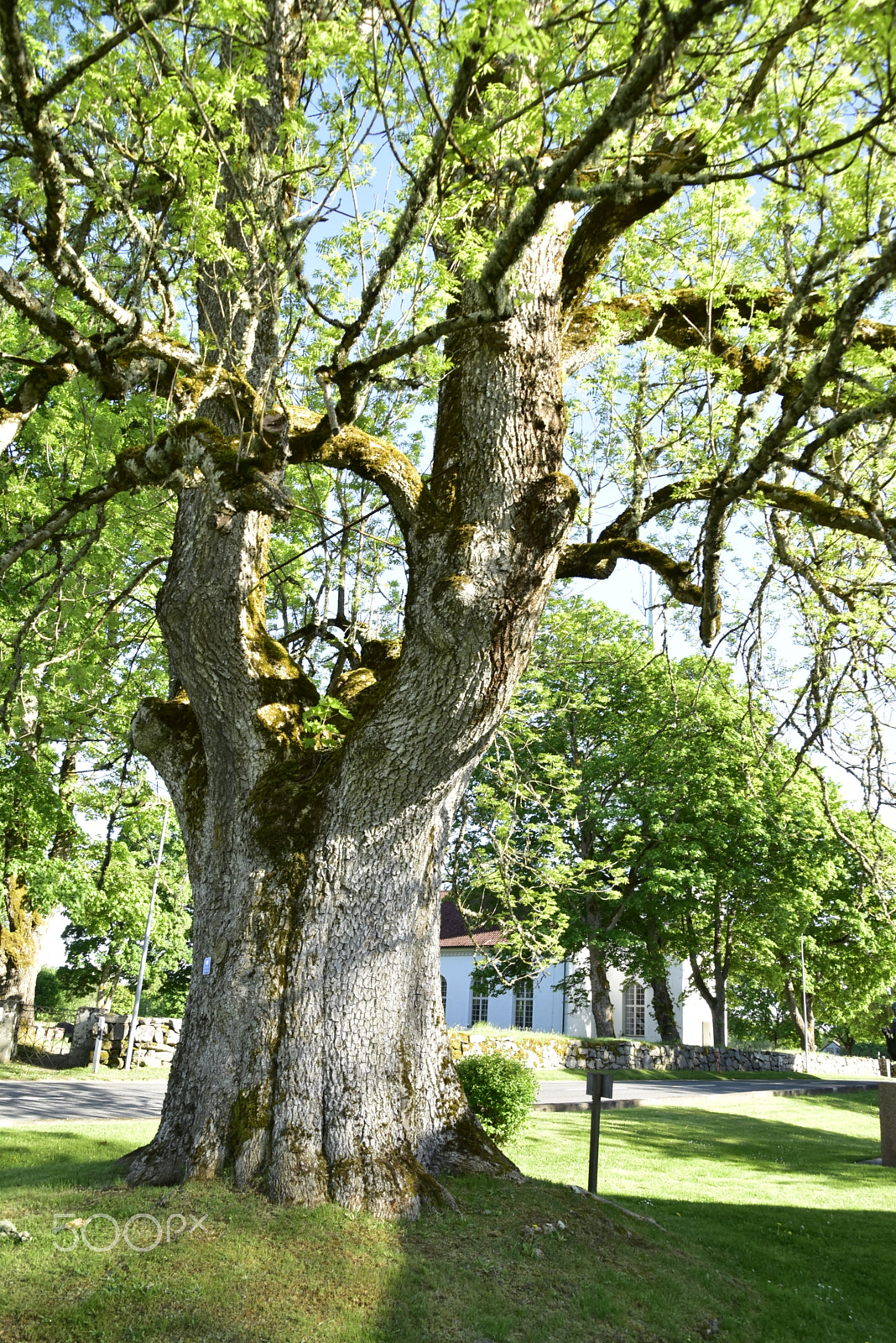 Nikon D5500 sample photo. Ask photography