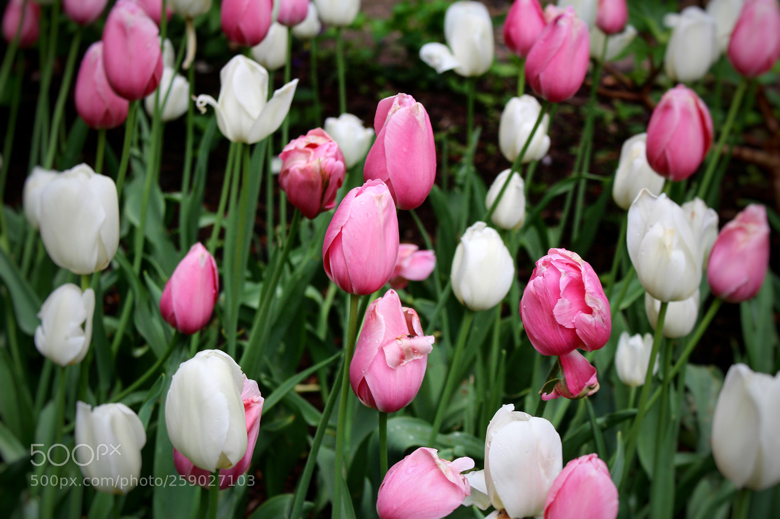 Canon EOS 100D (EOS Rebel SL1 / EOS Kiss X7) sample photo. Untitled flower 2 photography