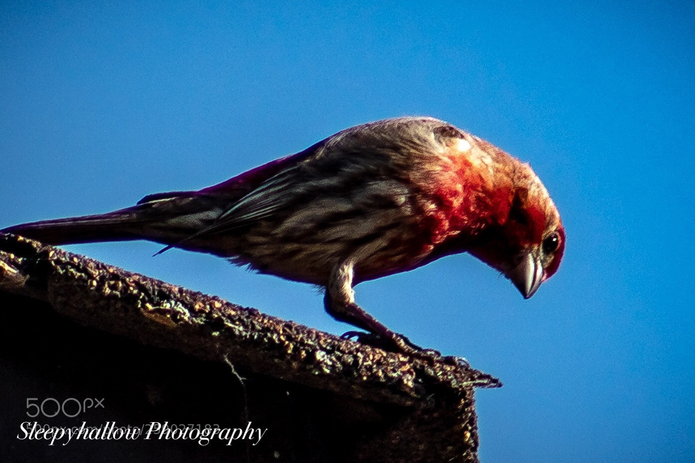 Canon EOS 1300D (EOS Rebel T6 / EOS Kiss X80) sample photo. Purple finch photography