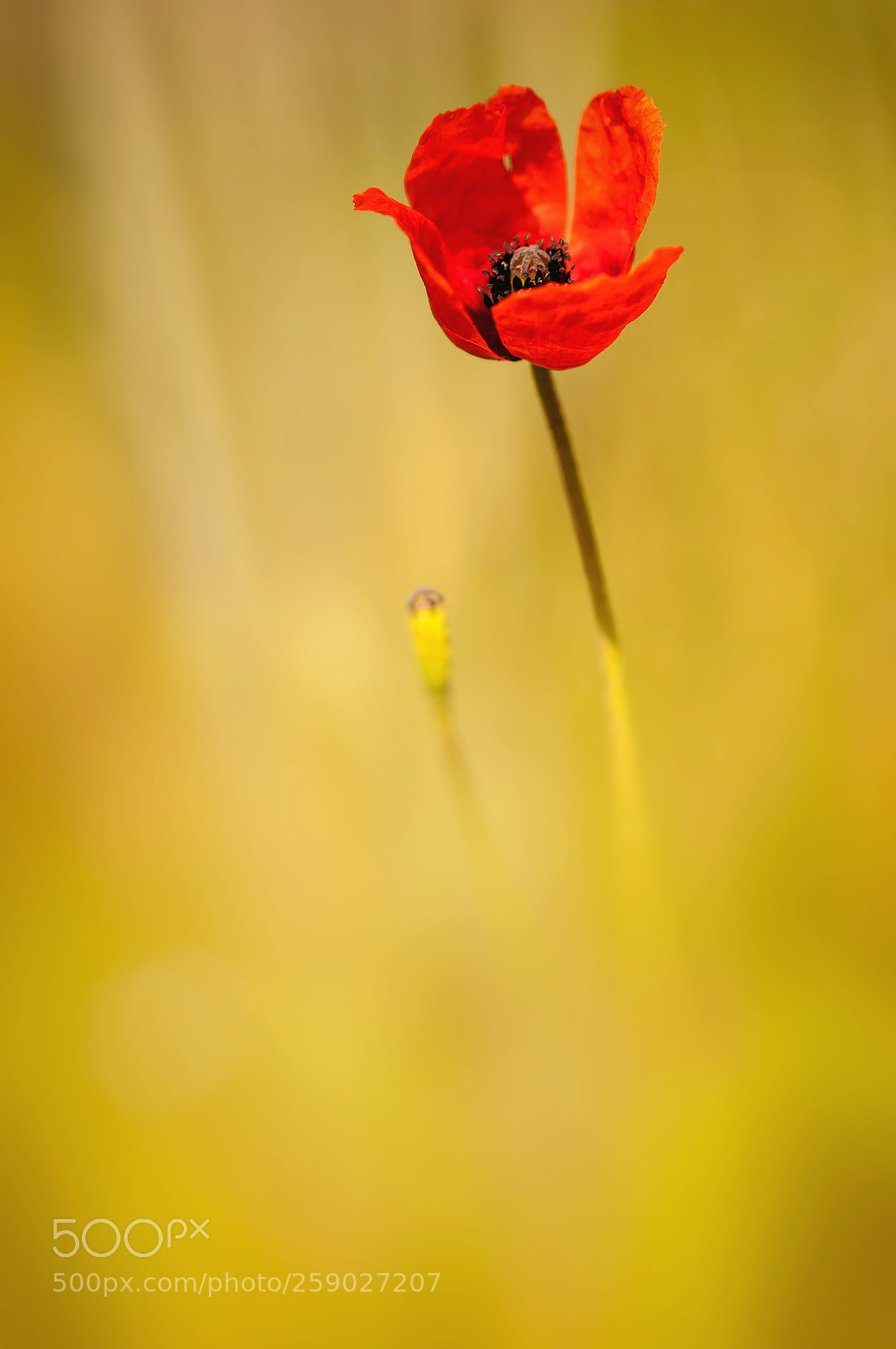 Nikon D90 sample photo. Poppy photography