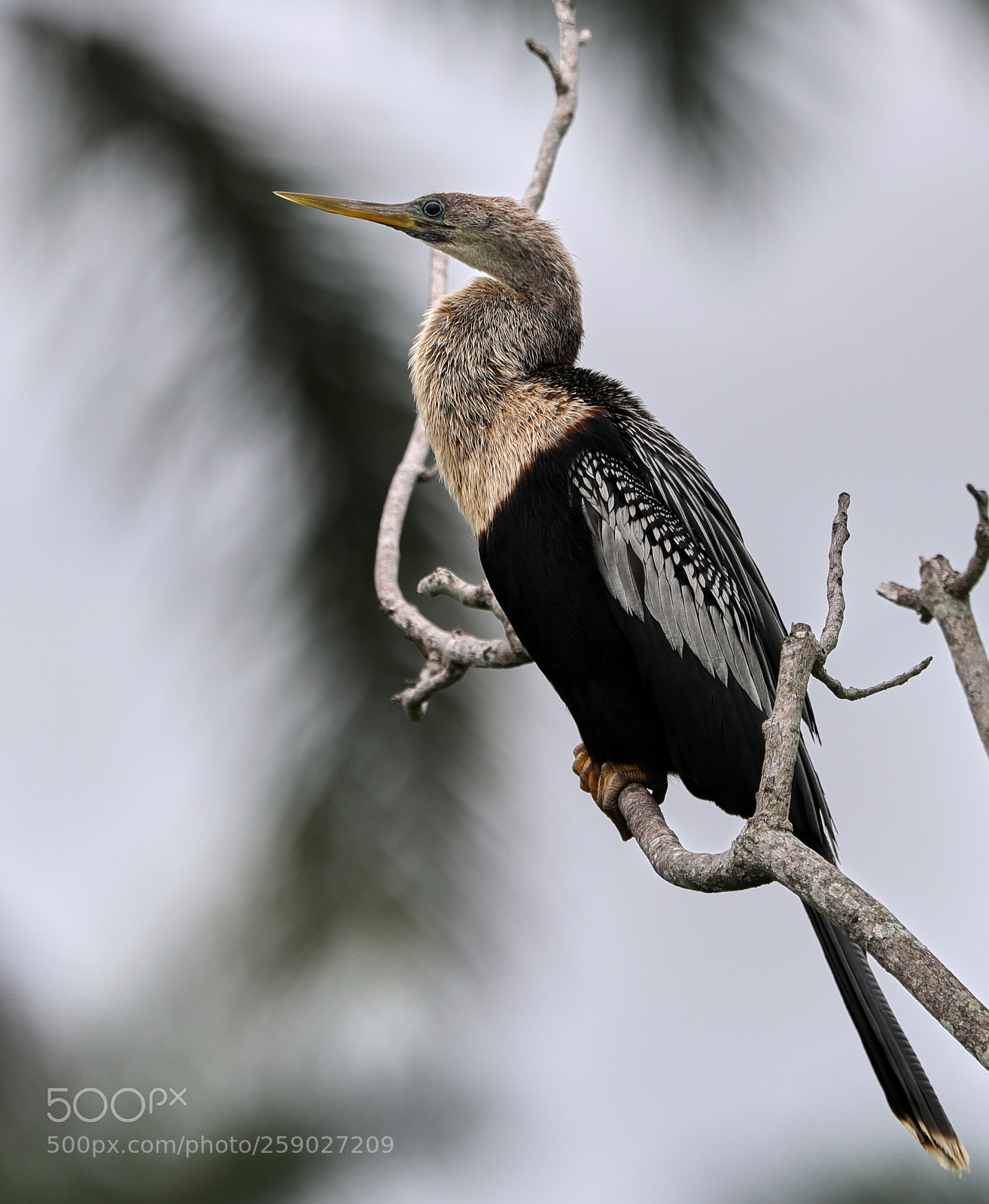 Canon EOS-1D X Mark II sample photo. 05-22-18-0019231.jpg photography