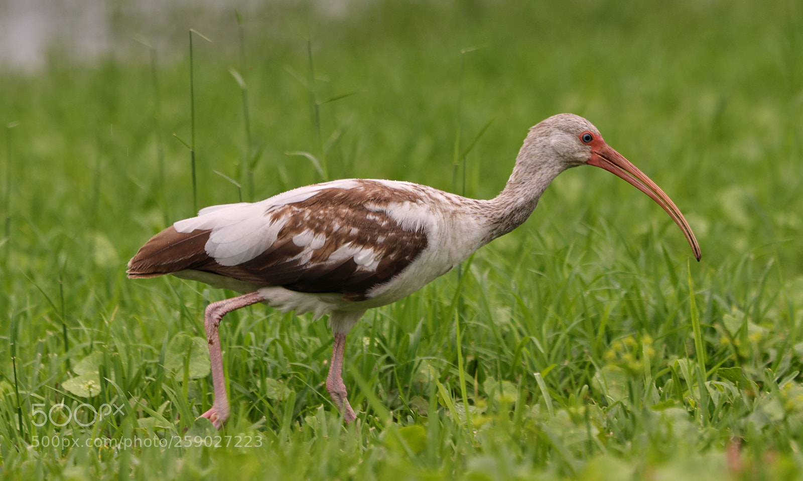 Canon EOS-1D X Mark II sample photo. 05-22-18-0019228.jpg photography