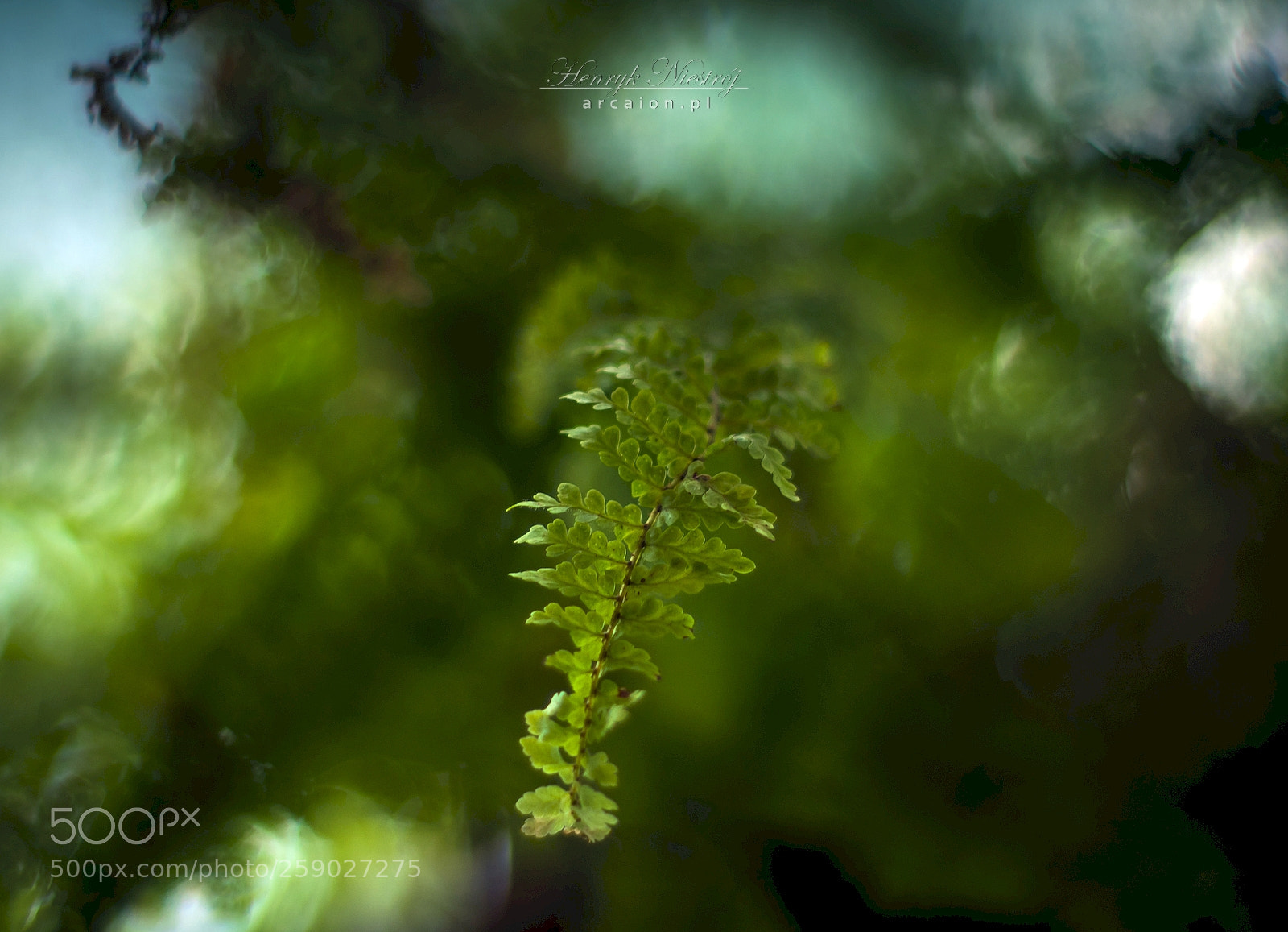 Pentax K-S2 sample photo. Polypody photography