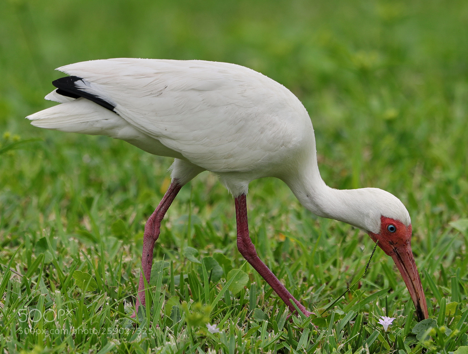 Canon EOS-1D X Mark II sample photo. 05-22-18-0019223.jpg photography