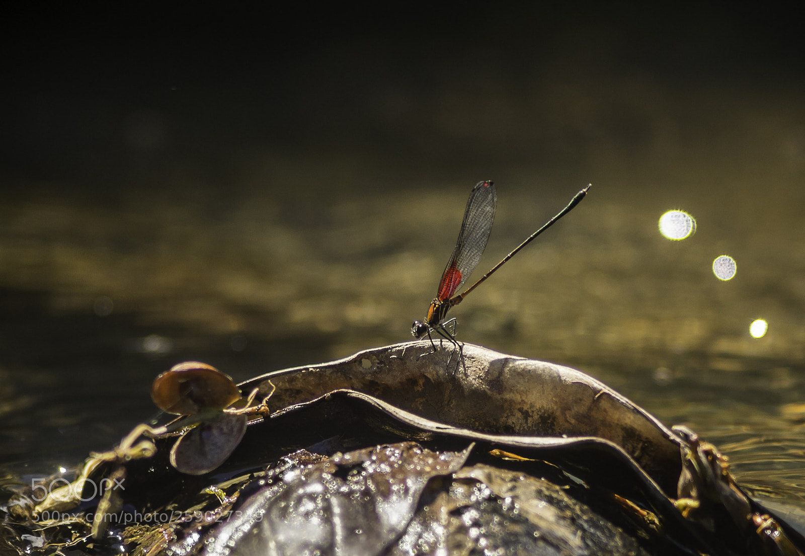 Nikon D4 sample photo. Zygoptera roja - rio photography
