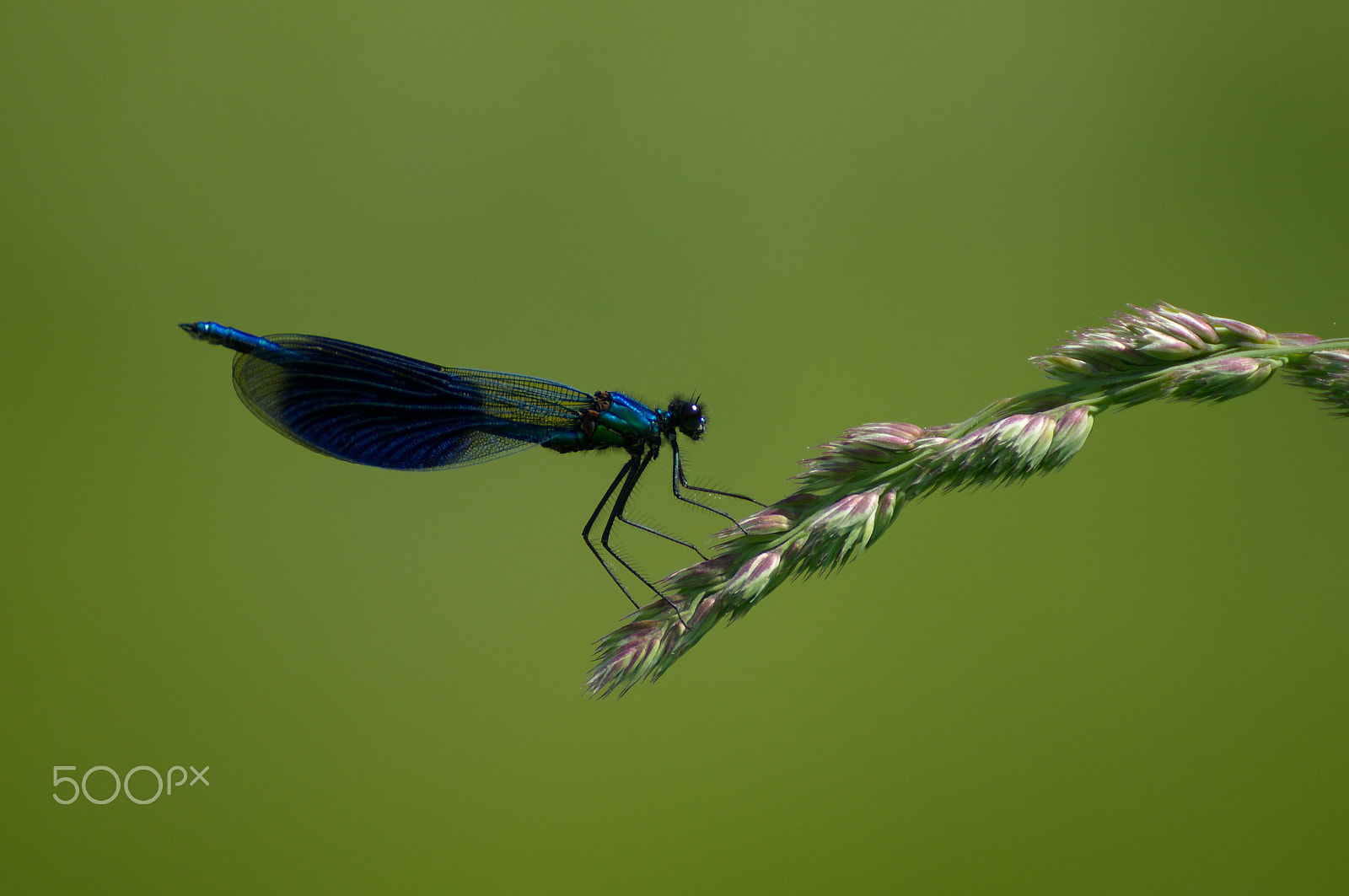 Sony SLT-A57 sample photo. Prachtlibelle photography