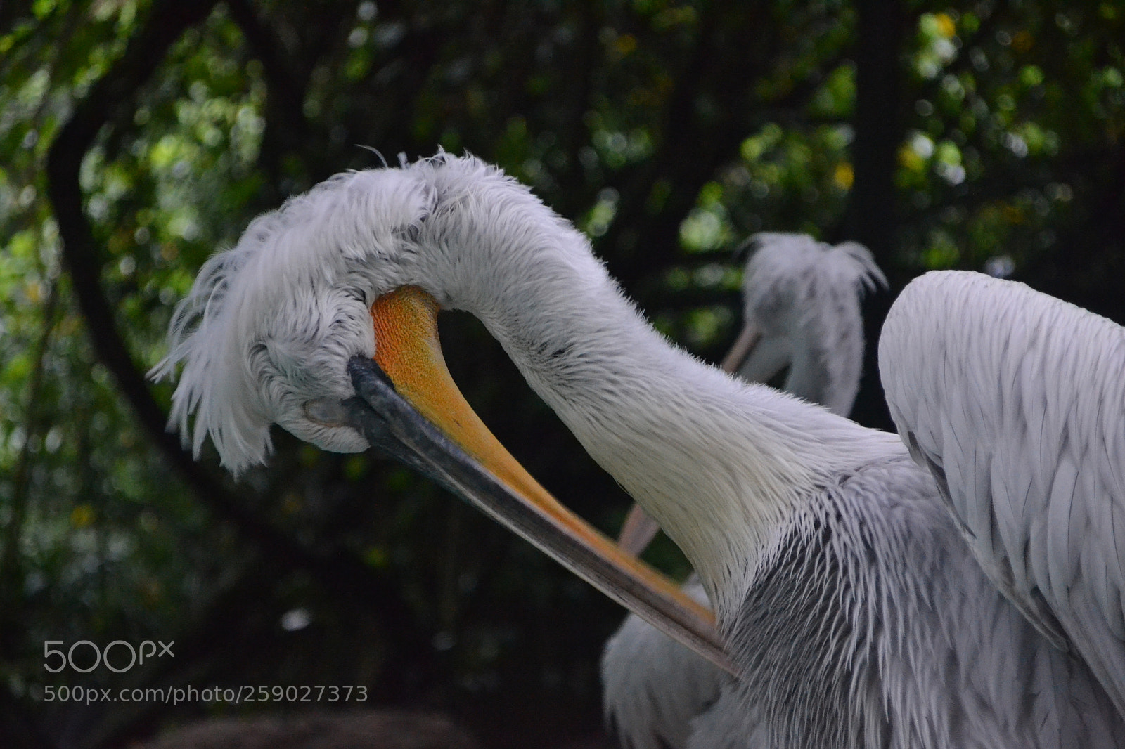 Nikon D3100 sample photo. Dalmatian pelican fixing feathers photography