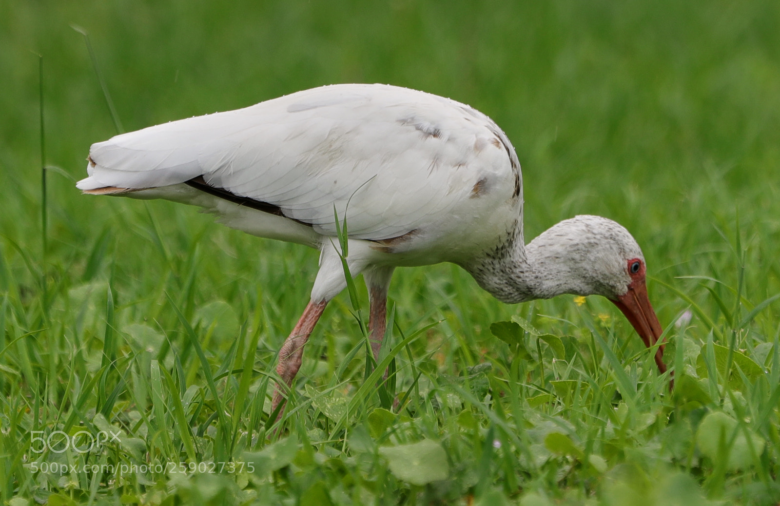 Canon EOS-1D X Mark II sample photo. 05-22-18-0019220.jpg photography