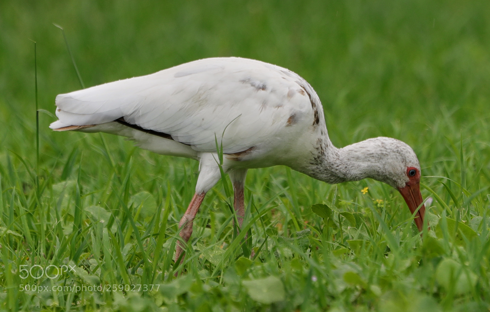 Canon EOS-1D X Mark II sample photo. 05-22-18-0019221.jpg photography