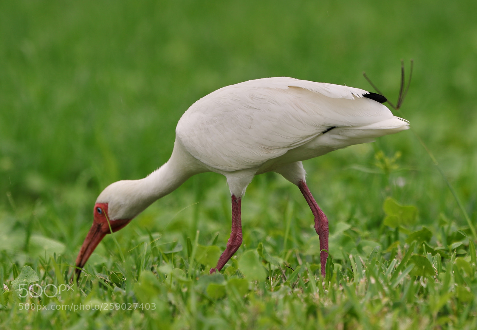 Canon EOS-1D X Mark II sample photo. 05-22-18-0019216.jpg photography