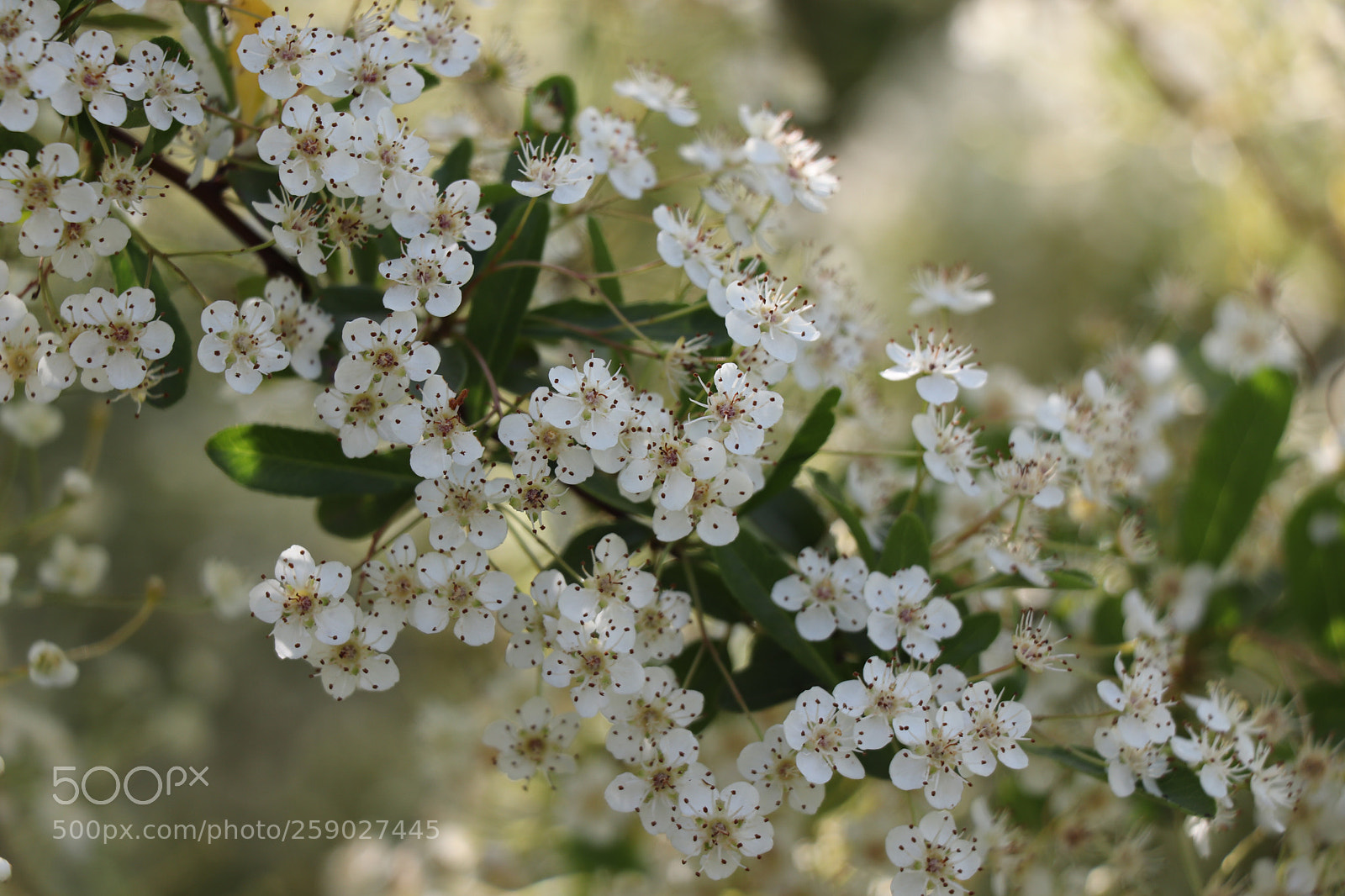 Canon EOS 77D (EOS 9000D / EOS 770D) sample photo. Untitled photography