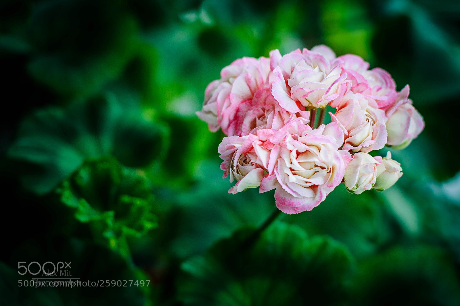 Canon EOS 1000D (EOS Digital Rebel XS / EOS Kiss F) sample photo. Geranium photography