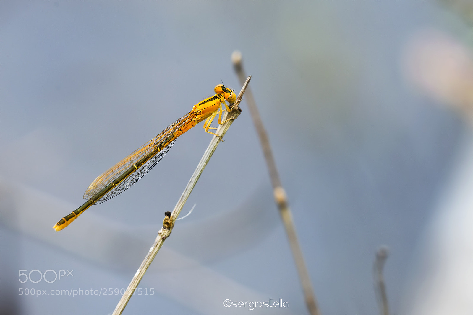 Nikon D610 sample photo. Scarce blue-tailed____ photography
