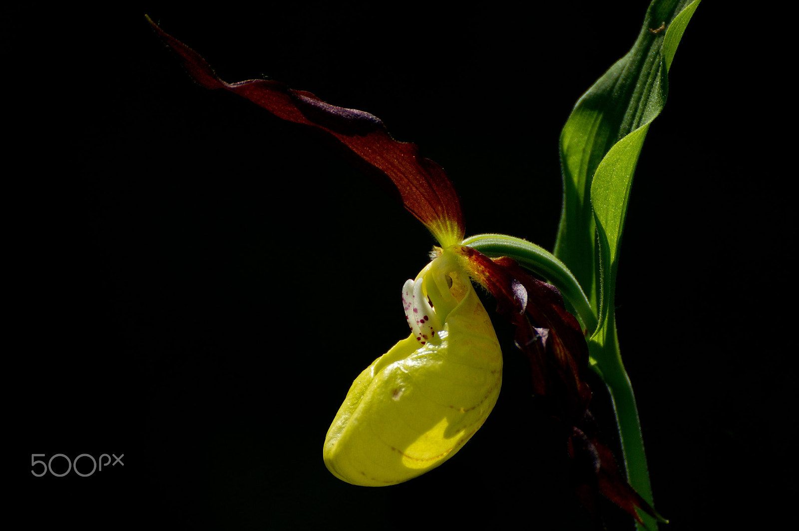 Sony SLT-A57 sample photo. Frauenschuh photography