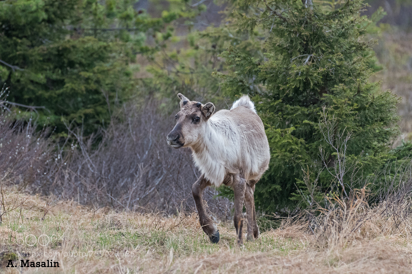 Nikon D500 sample photo. Reindeer photography
