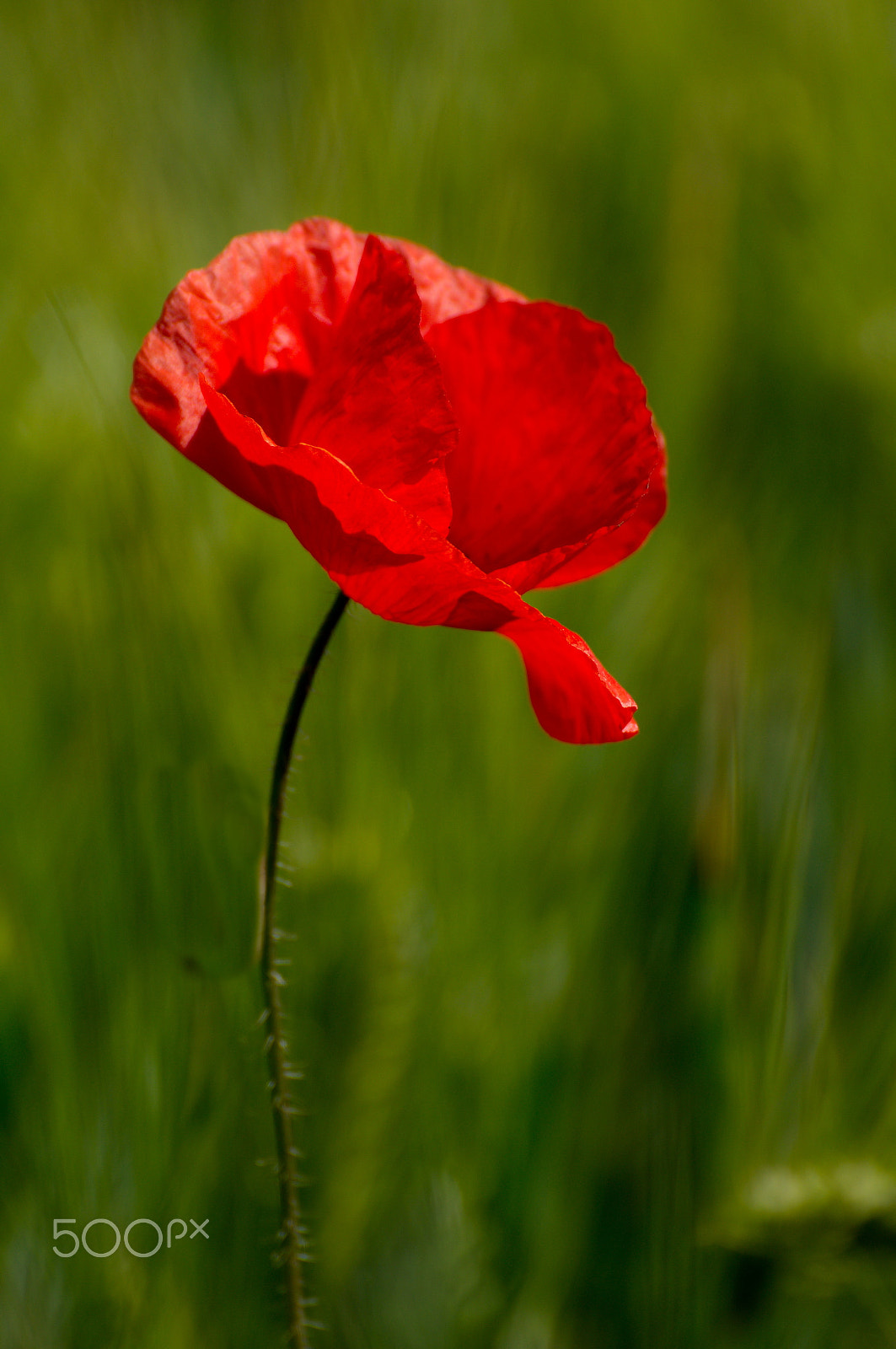 Sony SLT-A57 sample photo. Mohnblume photography