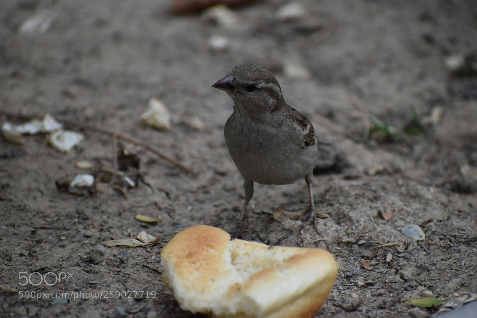 Nikon D5500 sample photo. Untitled photography