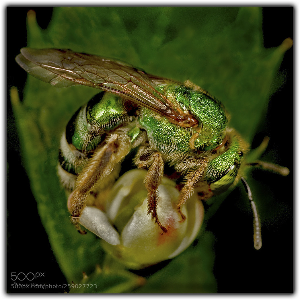 Canon EOS 5D sample photo. Metallic green bee photography
