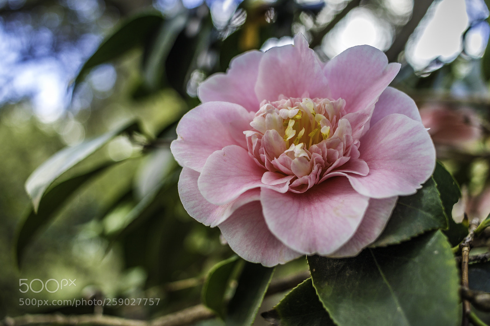 Canon EOS 80D sample photo. 2018-03-25 descanso gardens in photography