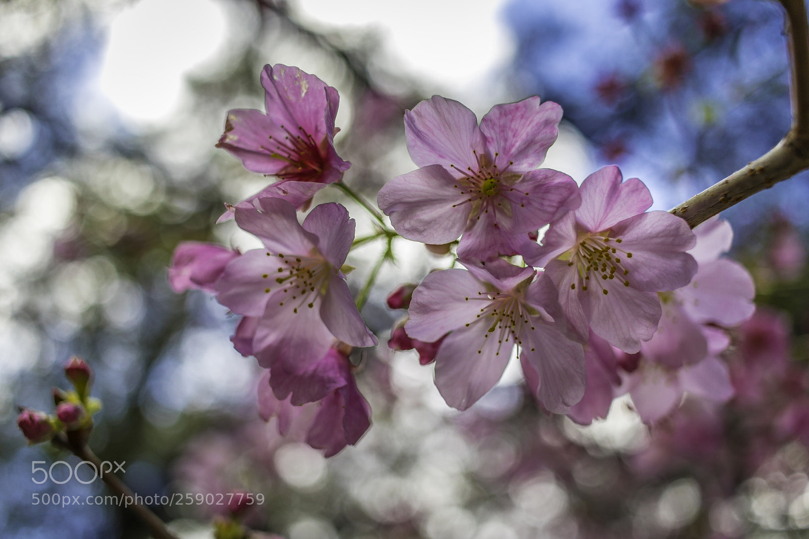 Canon EOS 80D sample photo. 2018-03-25 descanso gardens in photography