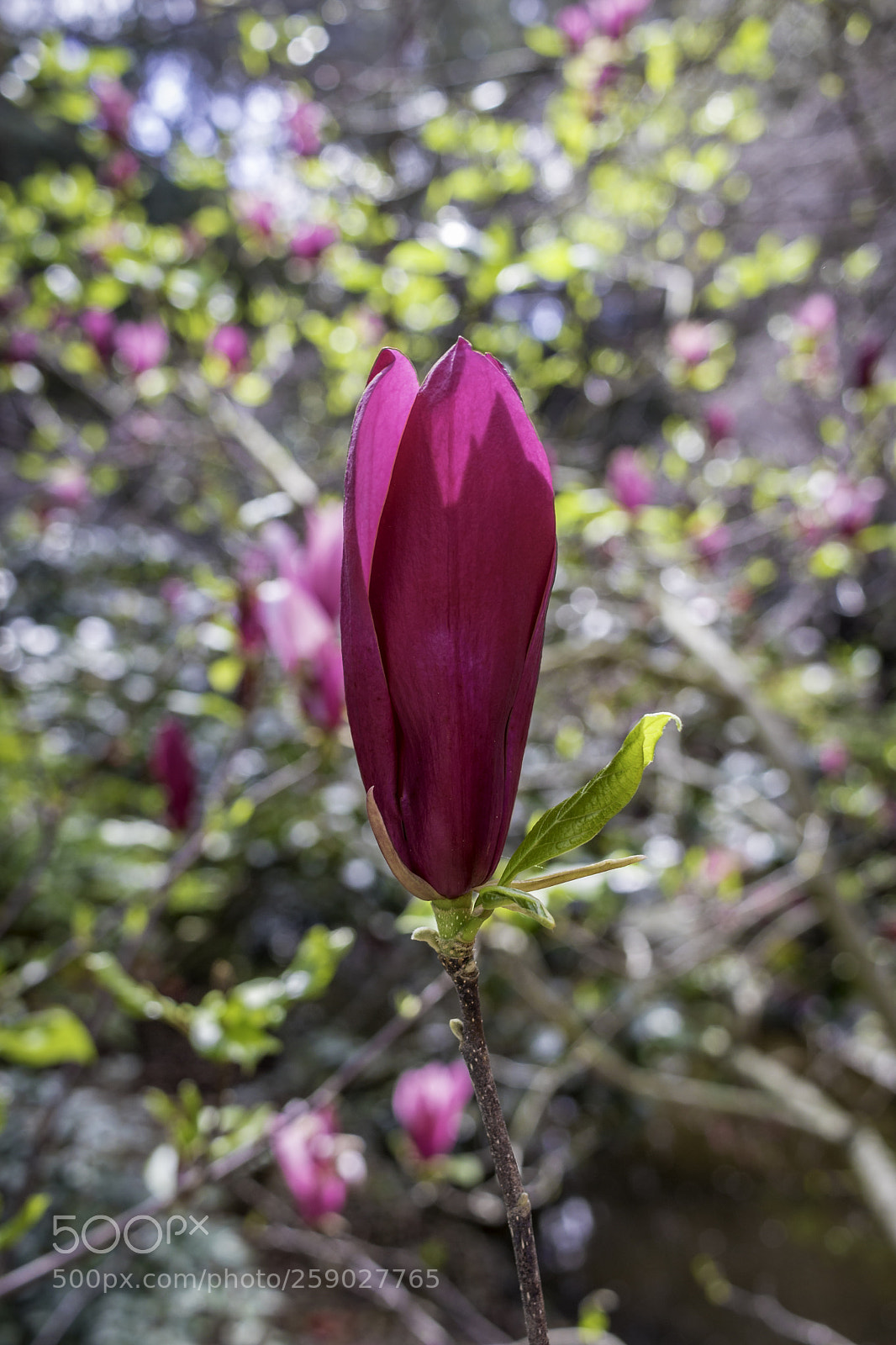 Canon EOS 80D sample photo. 2018-03-25 descanso gardens in photography