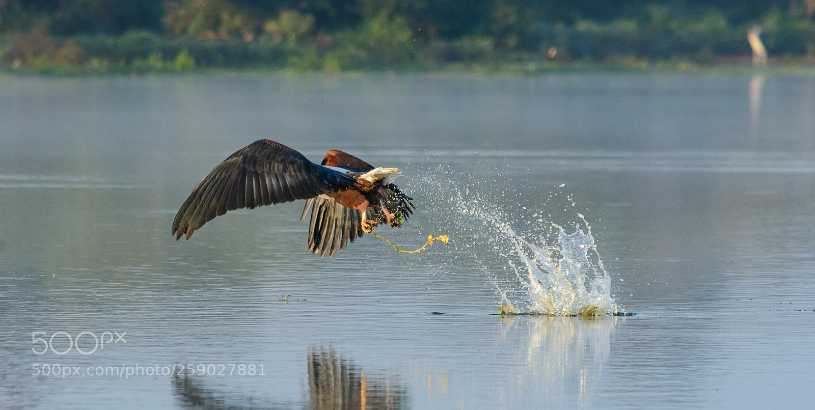 Nikon D7100 sample photo. Fish-eagle photography