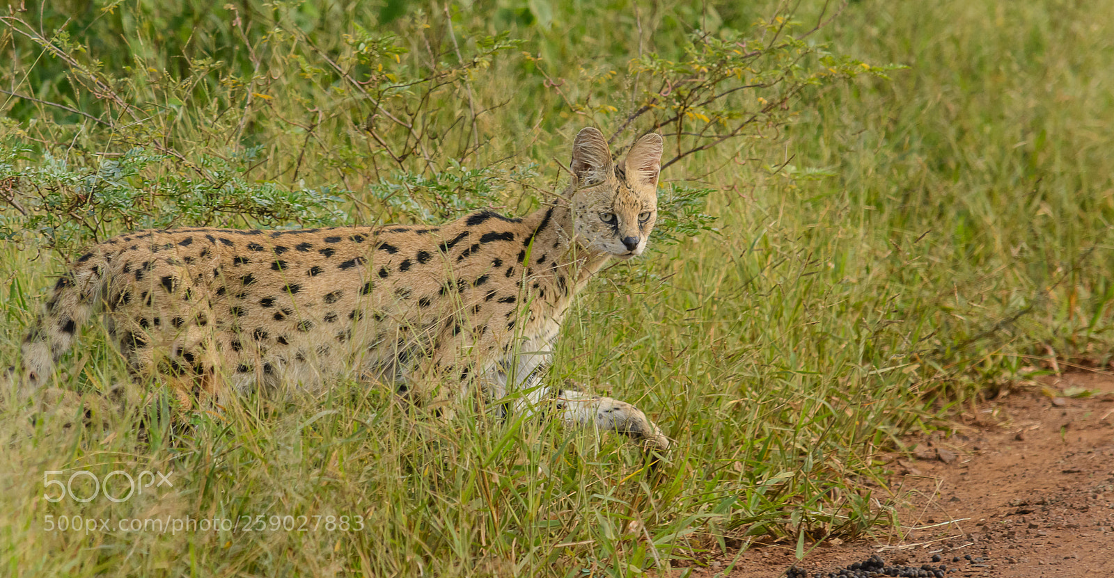 Nikon D7100 sample photo. Serval photography