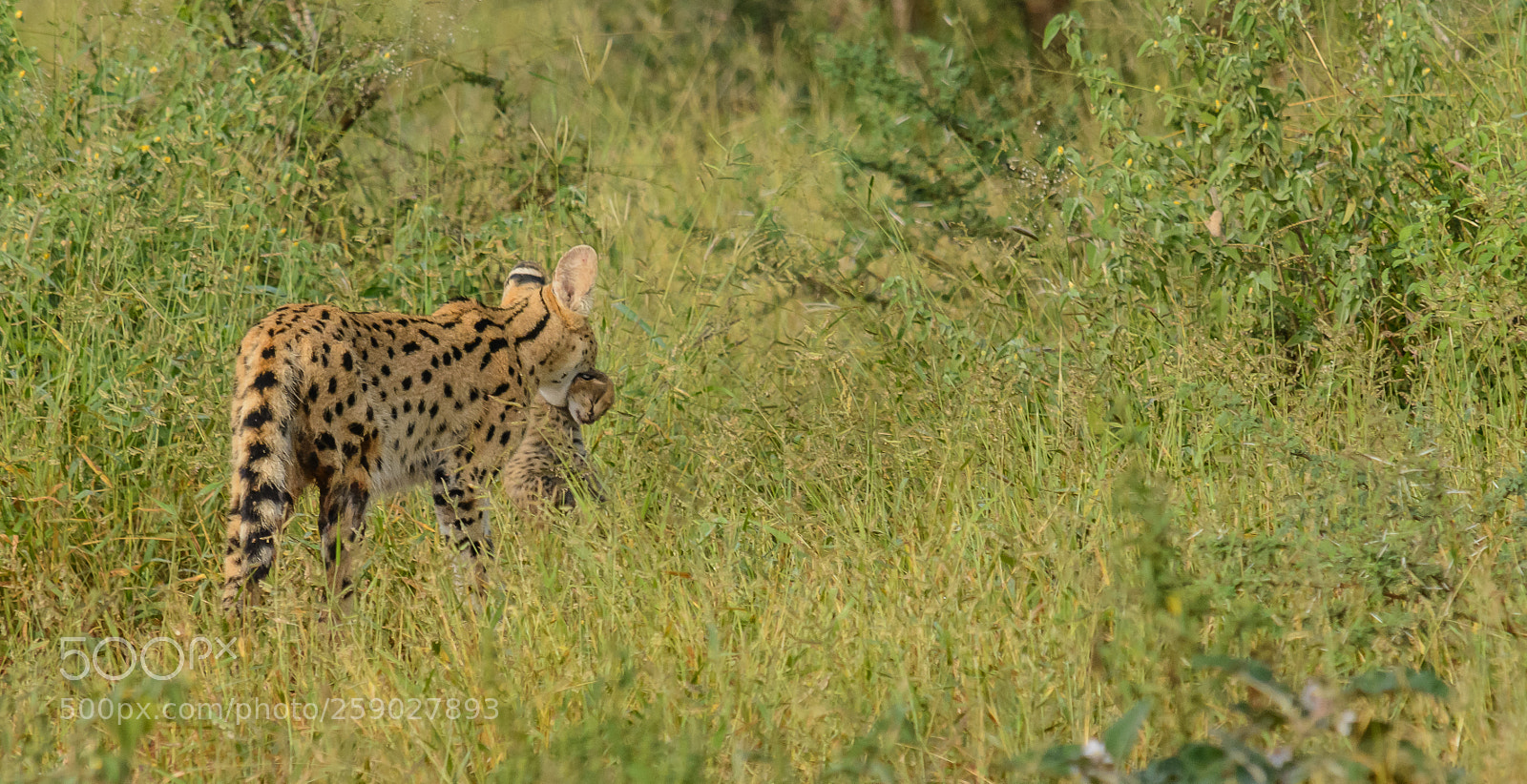 Nikon D7100 sample photo. Serval with a cub photography