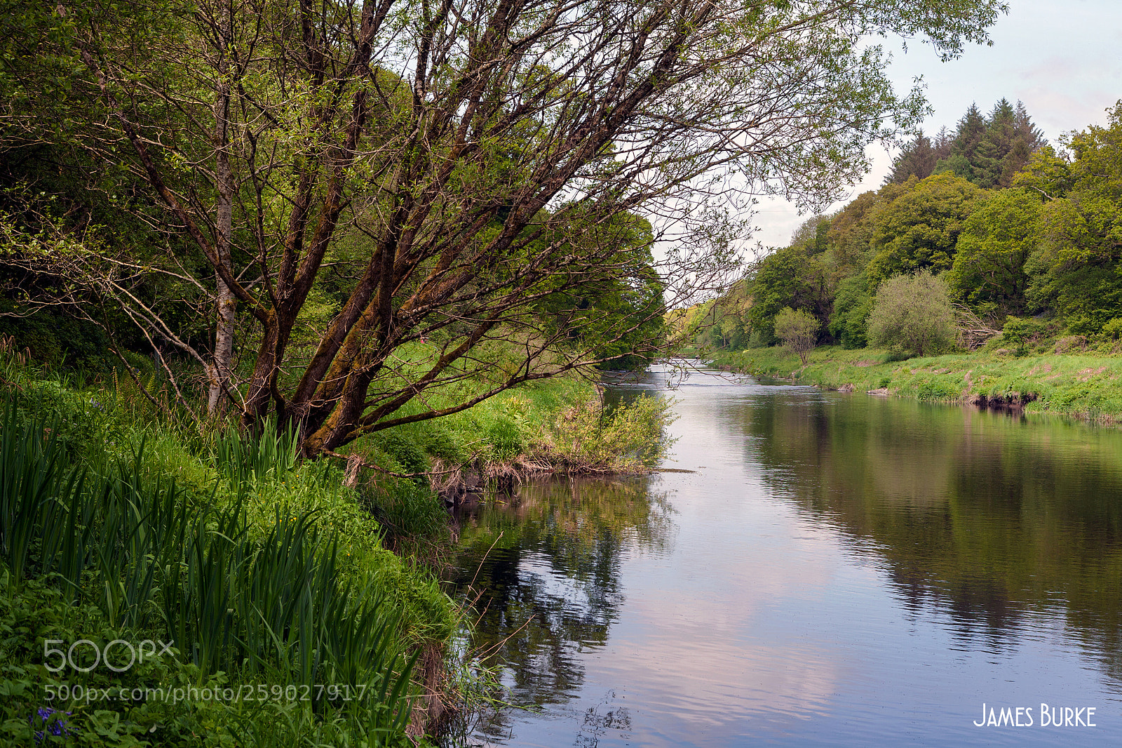 Canon EOS 5D sample photo. Down by the slaney photography