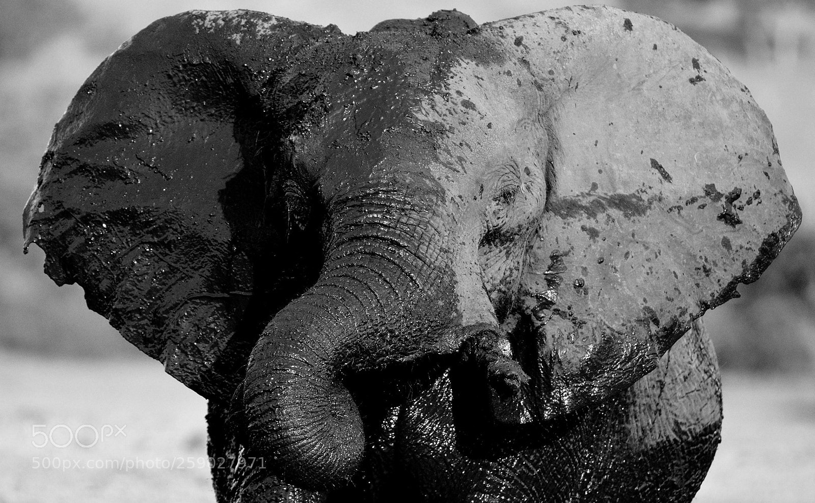 Nikon D300 sample photo. Wet and dry...at etosha photography