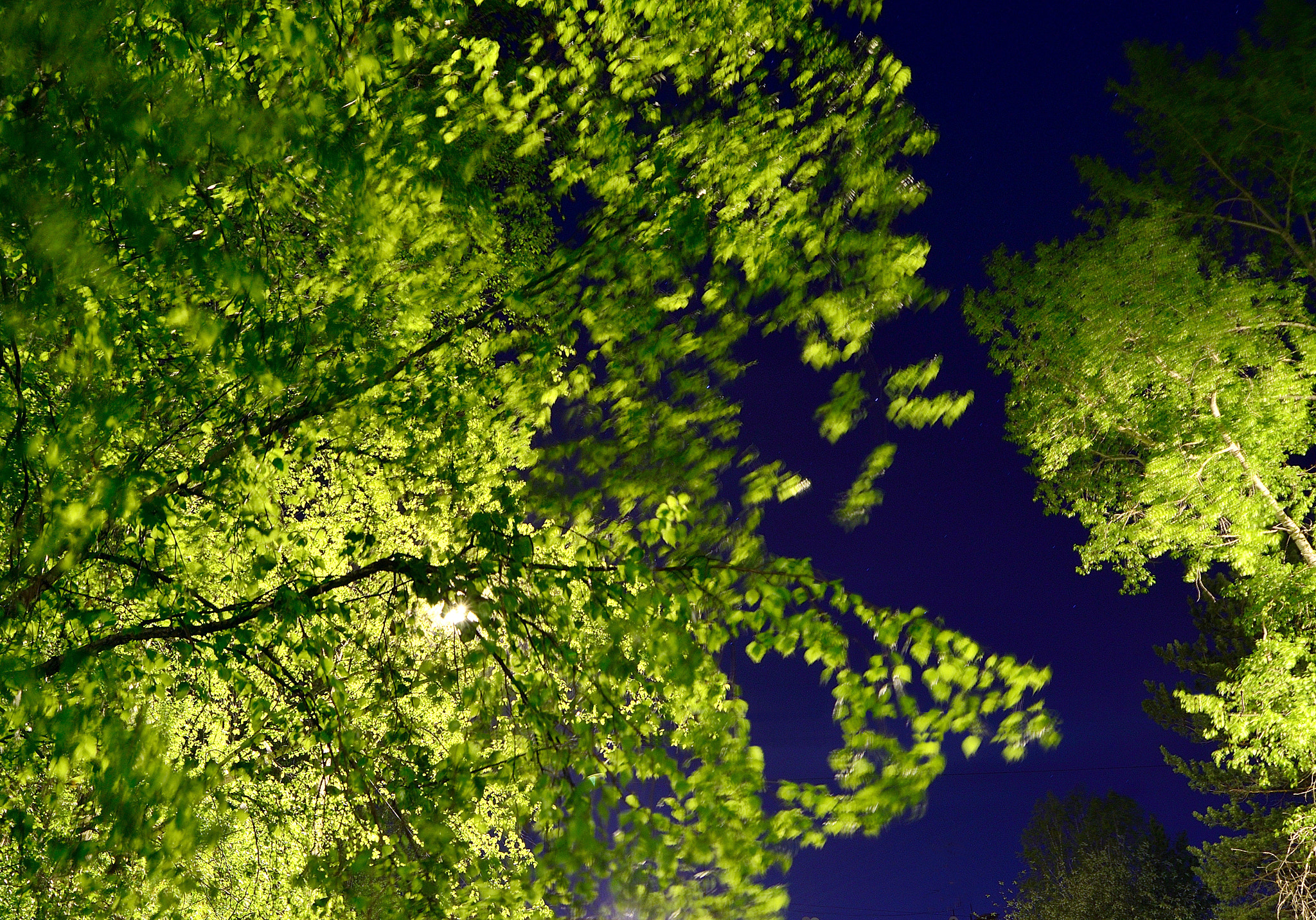 Tokina AT-X Pro 12-24mm F4 (IF) DX sample photo. Shades of green on dark blue photography