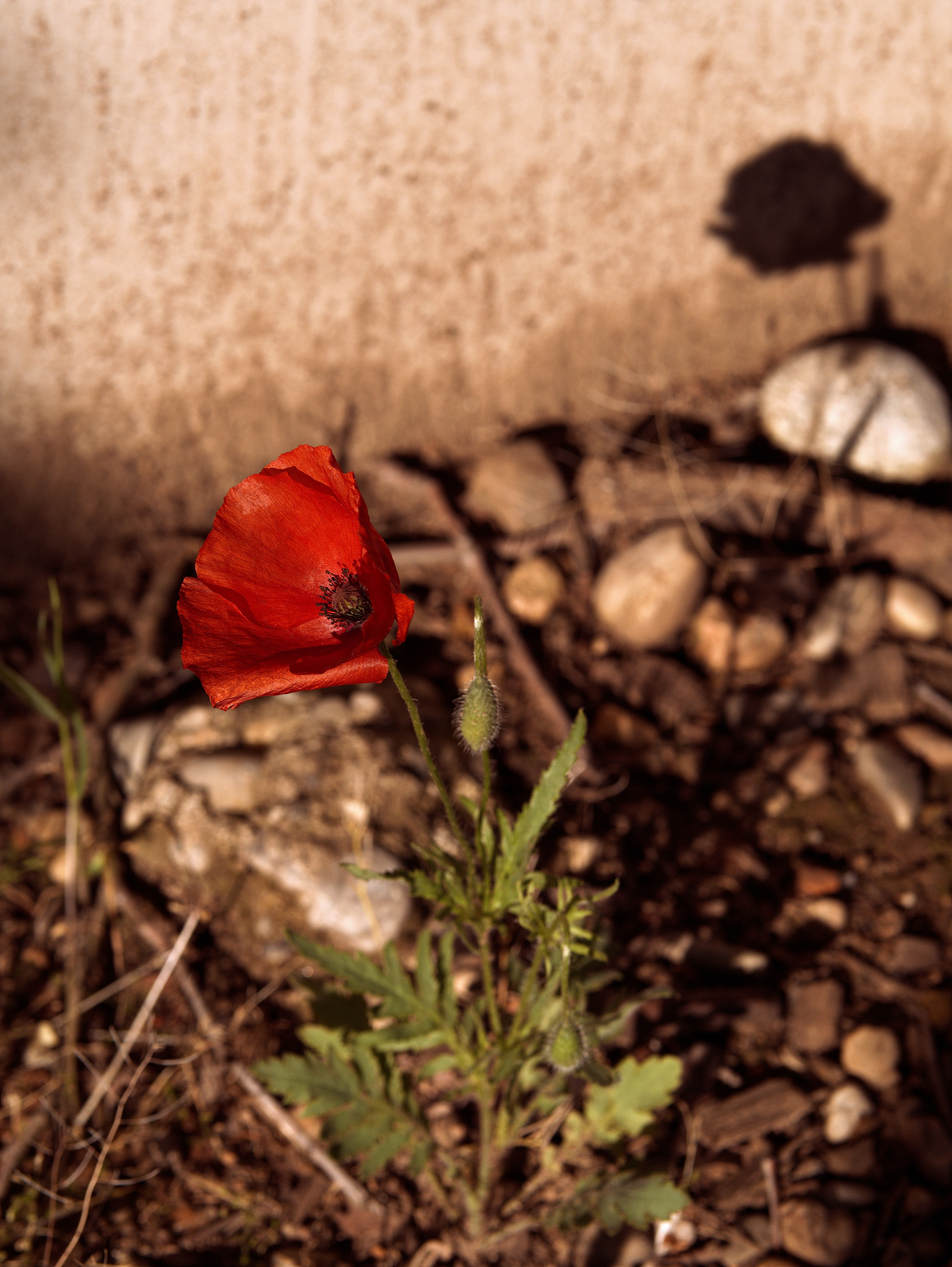 Panasonic Lumix DC-GX9 sample photo. Le printemps dans la ville photography