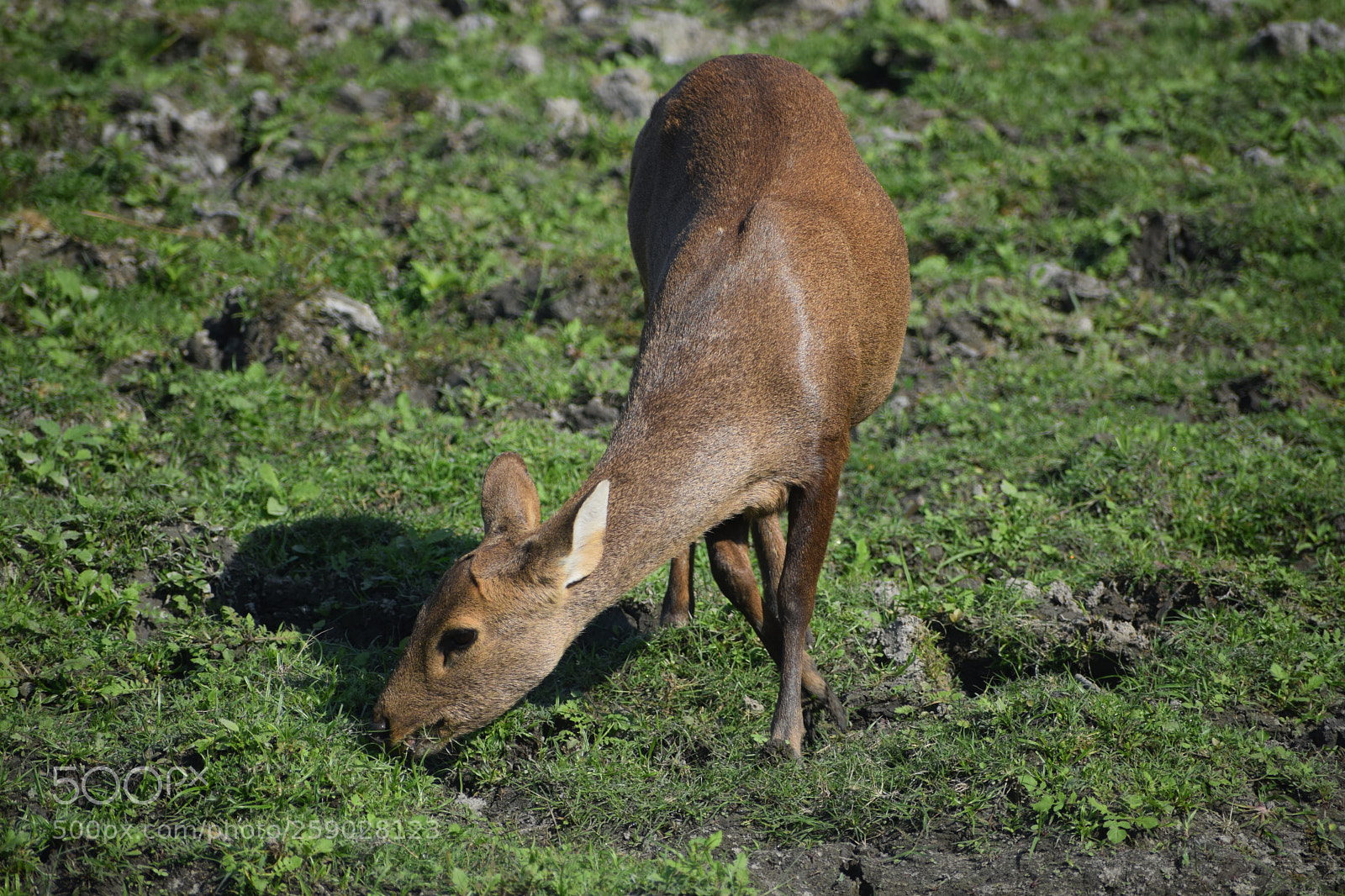 Nikon D3300 sample photo. Baby deer photography