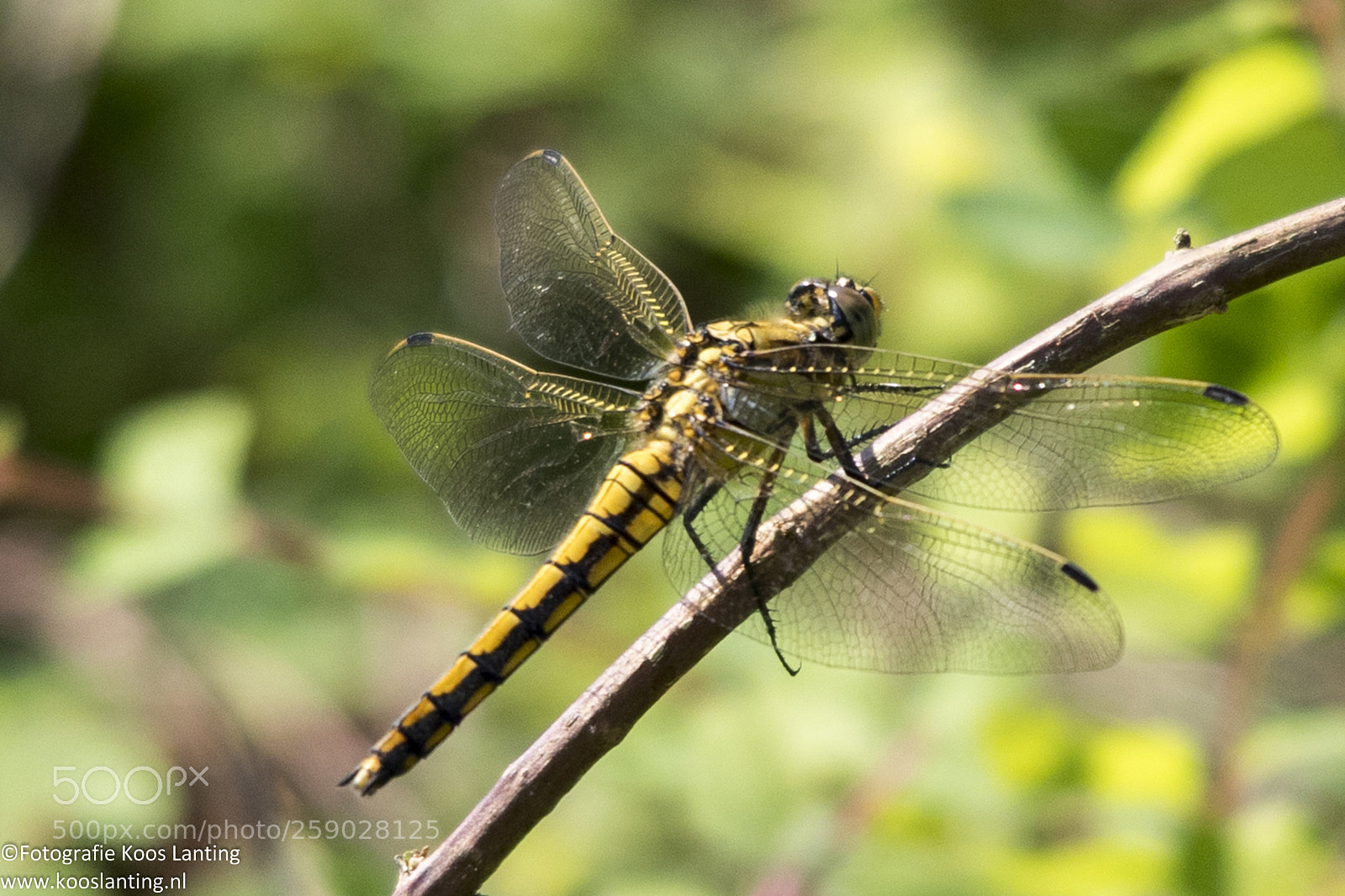 Canon EOS-1D X Mark II sample photo. Libelle photography