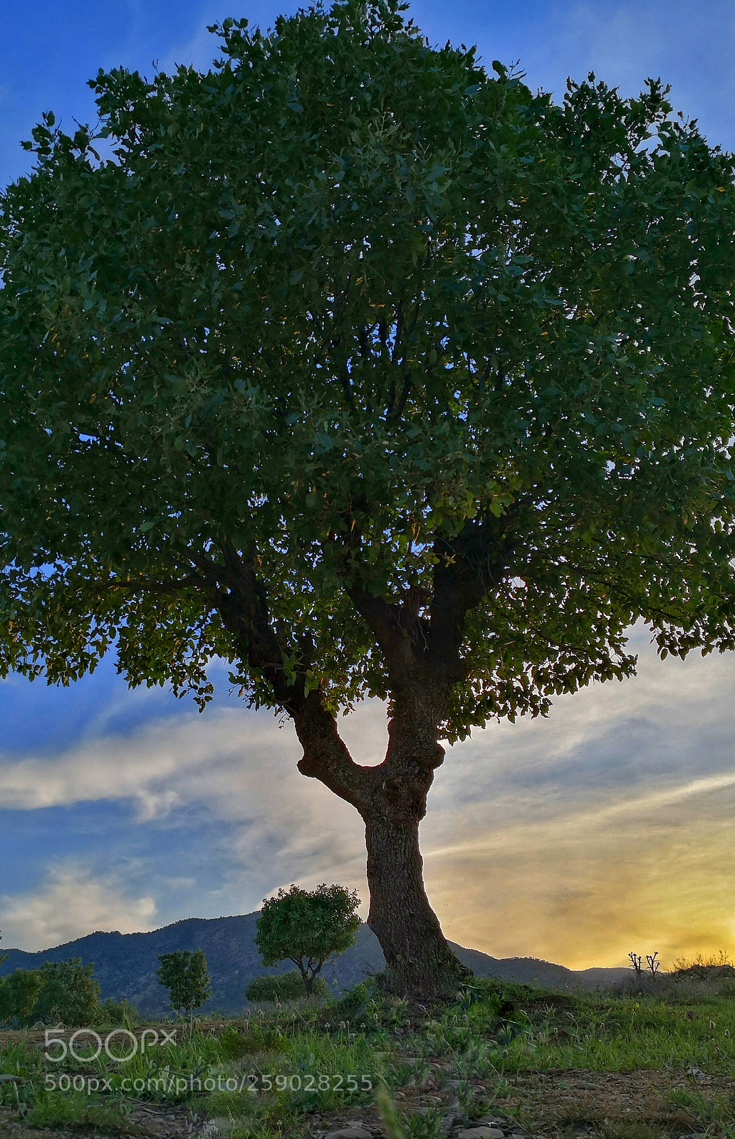 HUAWEI Mate 10 sample photo. Seperation tree photography