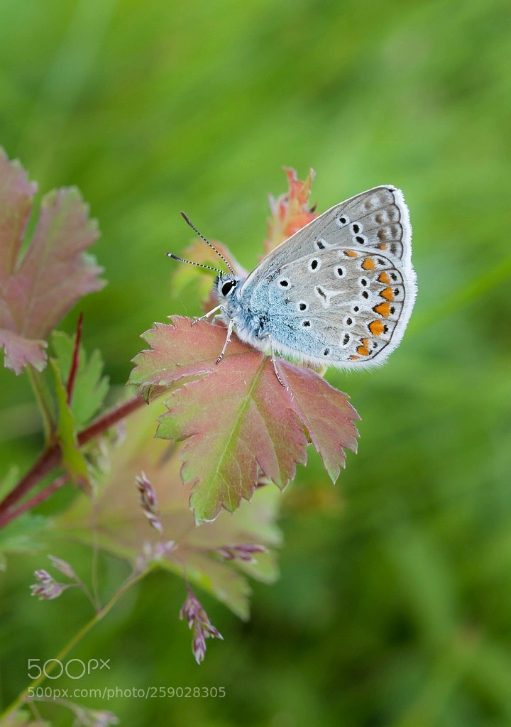 Olympus E-3 sample photo. Polyommatus icarus (common blue) photography