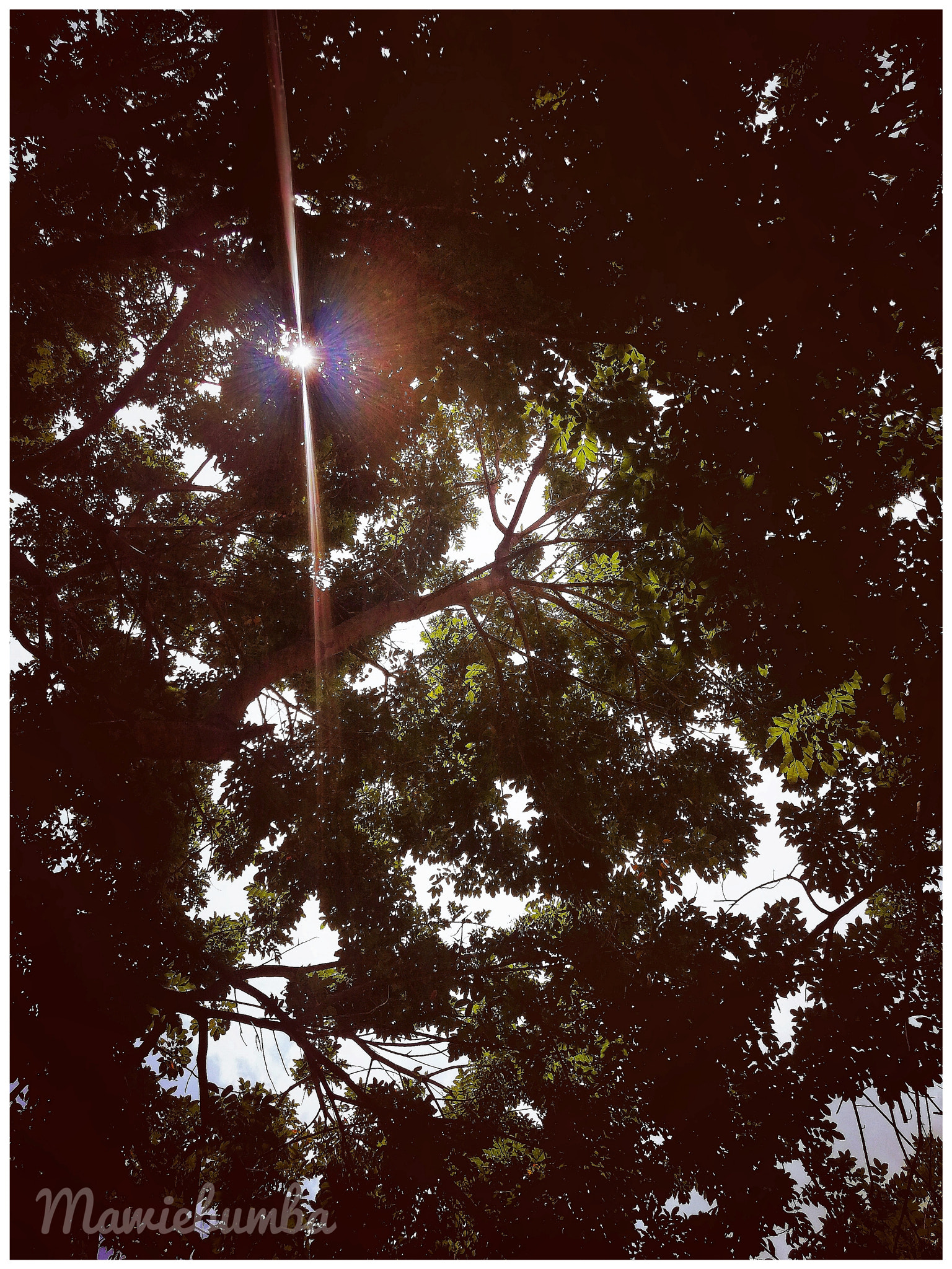 HUAWEI P10 Plus sample photo. Tree photography