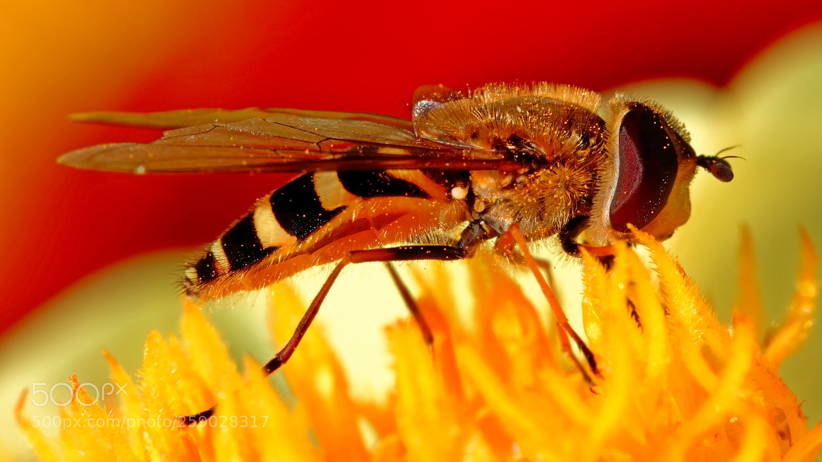 Canon EOS 50D sample photo. Fly photography