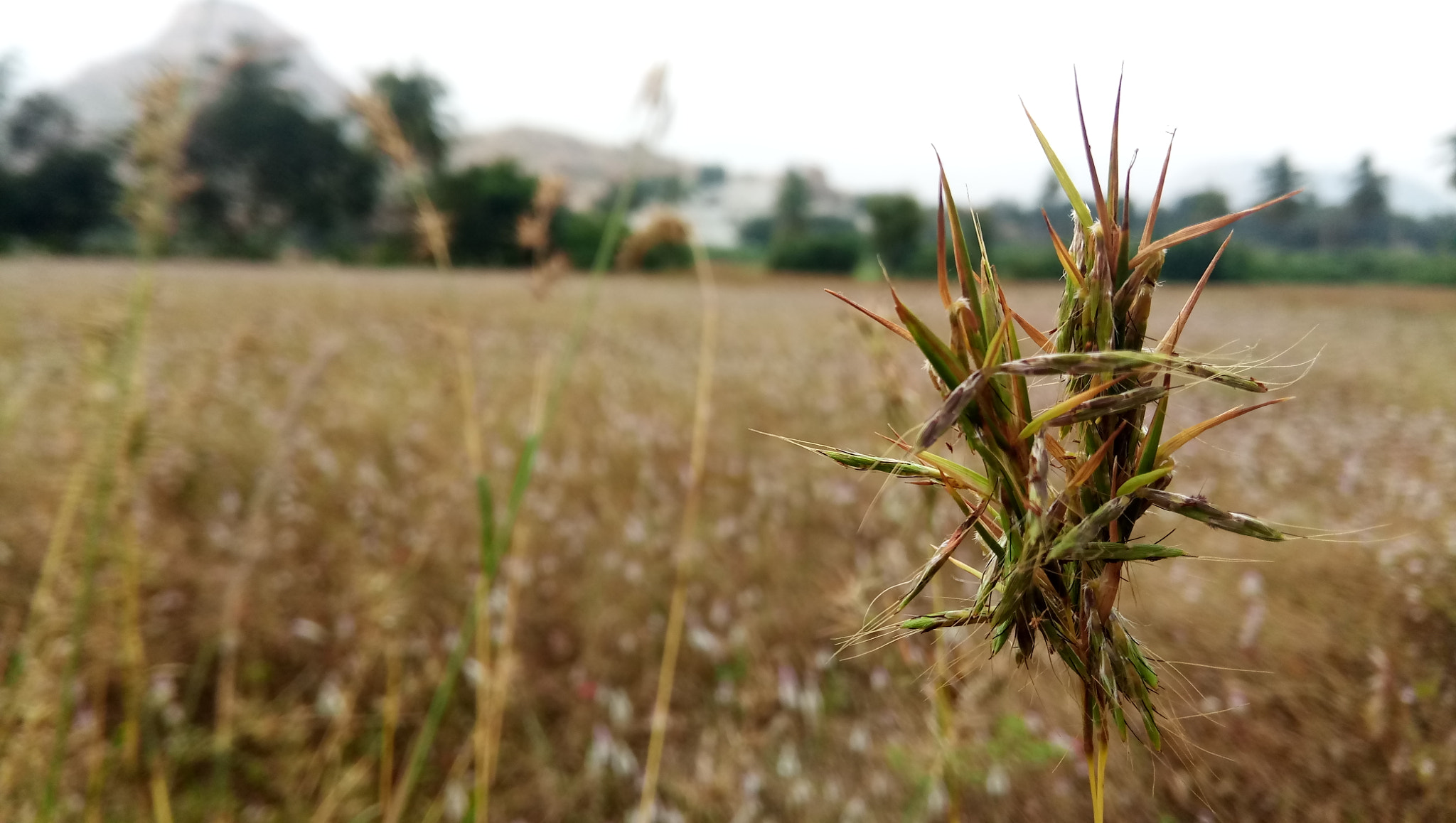 ASUS ZenFone 3s Max (ZC521TL) sample photo