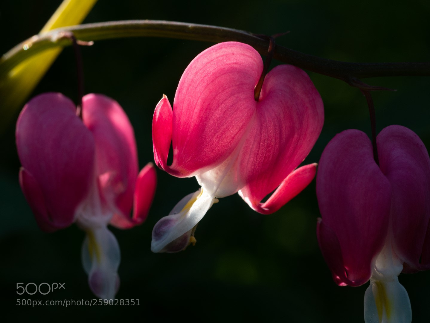 Panasonic Lumix DMC-GX7 sample photo. Enligtened heart photography