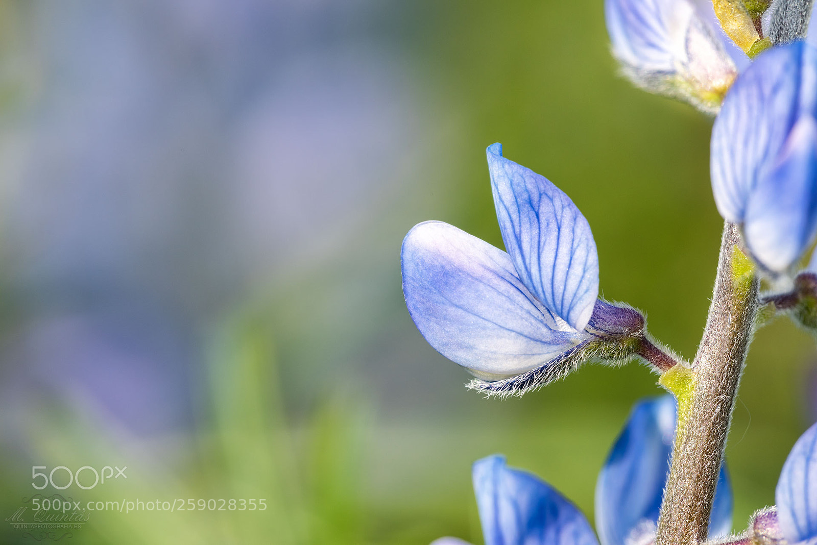 Nikon D810 sample photo. Lupinus photography