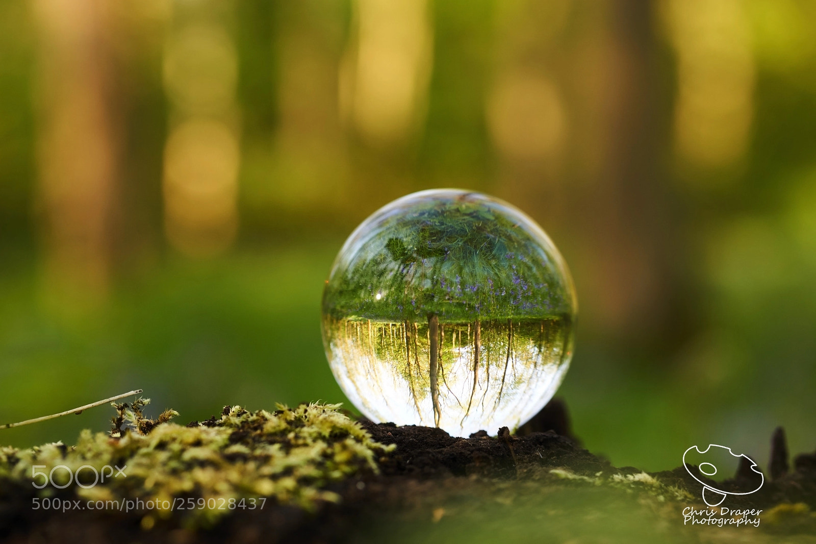 Sony ILCA-77M2 sample photo. Bluebell woodland photography